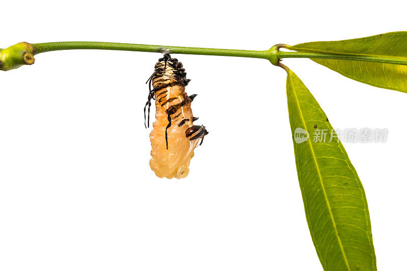 条纹蓝鸦(Euploea mulciber)化蛹